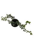 Ficus pumila 'Bellus' - S