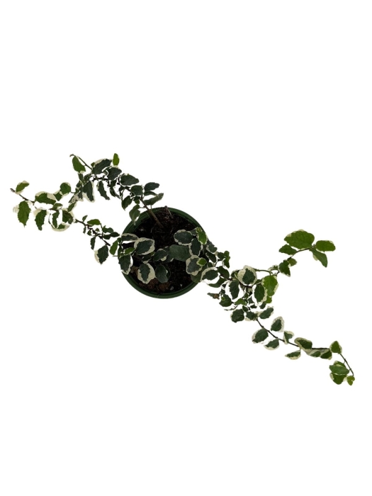 Ficus pumila 'Bellus' - S