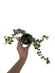 Ficus pumila 'Bellus' - S