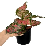 Aglaonema Spotted Star L