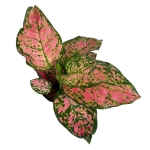 Aglaonema Spotted Star L