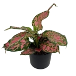 Aglaonema Spotted Star L