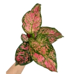 Aglaonema Spotted Star L