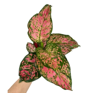 Aglaonema Spotted Star