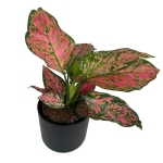 Aglaonema Spotted Star L