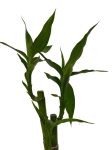 Dracena sanderiana 'Lucky Bamboo' - S