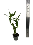 Dracena sanderiana 'Lucky Bamboo' - S
