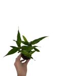 Dracena sanderiana 'Lucky Bamboo' - S
