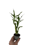 Dracena sanderiana 'Lucky Bamboo' - S