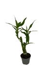 Dracena sanderiana 'Lucky Bamboo' - S