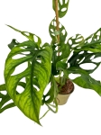 Monstera obliqua complex
