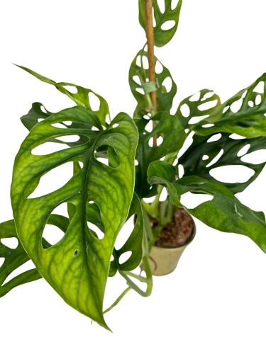 Monstera obliqua complex