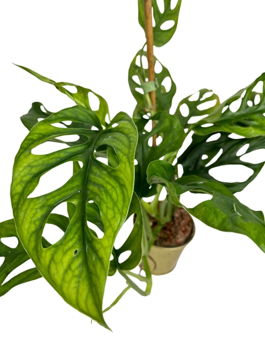 Monstera obliqua complex