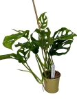 Monstera obliqua complex
