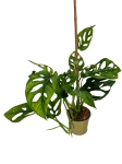Monstera obliqua complex