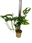 Monstera obliqua complex