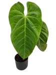 Anthurium Queremalense - q1