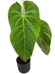 Anthurium Queremalense - q1