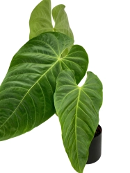 Anthurium Queremalense - q1