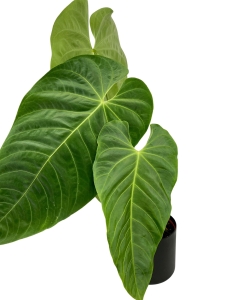 Anthurium Queremalense - q1