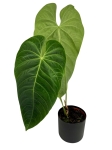 Anthurium Queremalense - q1