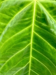 Anthurium Queremalense - q1 - liść