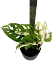 Monstera adansonii Archipelago M1