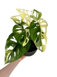 Monstera adansonii Archipelago M1