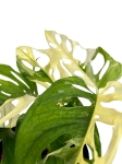 Monstera adansonii Archipelago M1