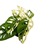 Monstera adansonii Archipelago M1