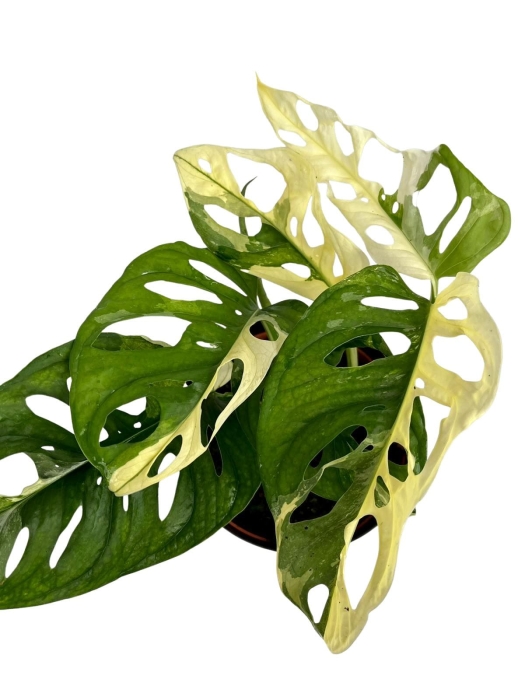 Monstera adansonii Archipelago M1