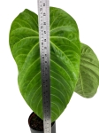 Anthurium Queremalense - q1