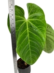 Anthurium Queremalense - q1
