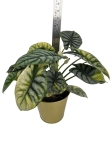 Alocasia Silver Dragon Variegata