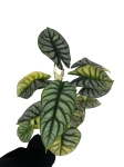 Alocasia Silver Dragon Variegata
