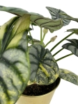 Alocasia Silver Dragon Variegata