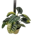 Alocasia Silver Dragon Variegata