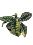 Alocasia Silver Dragon Variegata