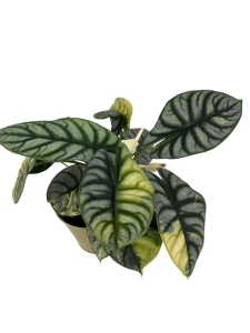 Alocasia Silver Dragon Variegata
