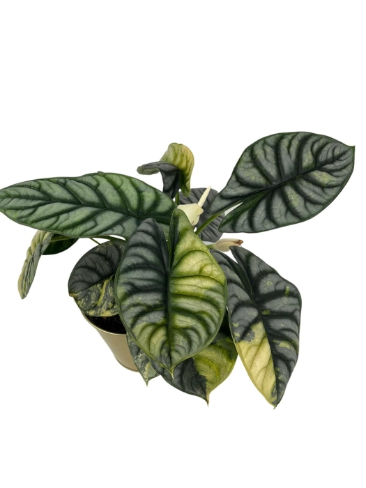 Alocasia Silver Dragon Variegata