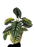 Alocasia Silver Dragon Variegata