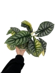 Alocasia Silver Dragon Variegata