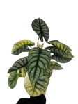Alocasia Silver Dragon Variegata