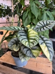 Alocasia Silver Dragon Variegata
