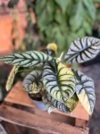 Alocasia Silver Dragon Variegata