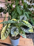 Alocasia Silver Dragon Variegata