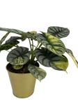 Alocasia Silver Dragon Variegata