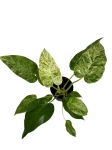 Philodendron giganteum blizzard variegata