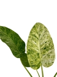 Philodendron giganteum blizzard variegata