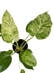 Philodendron giganteum blizzard variegata